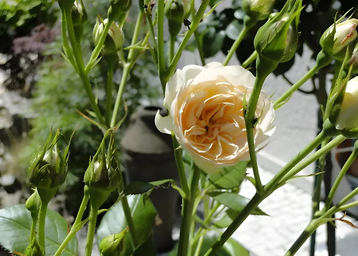 招待所 Regina's Gaestehaus